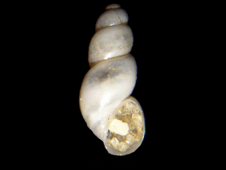 Onoba sps